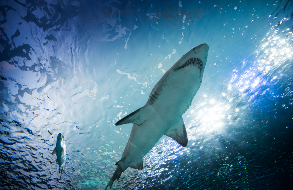 Shark swimming in the ocean with smaller fish nearby – symbolizing the hidden dangers and high stakes associated with the real cost of bad presentations in business.